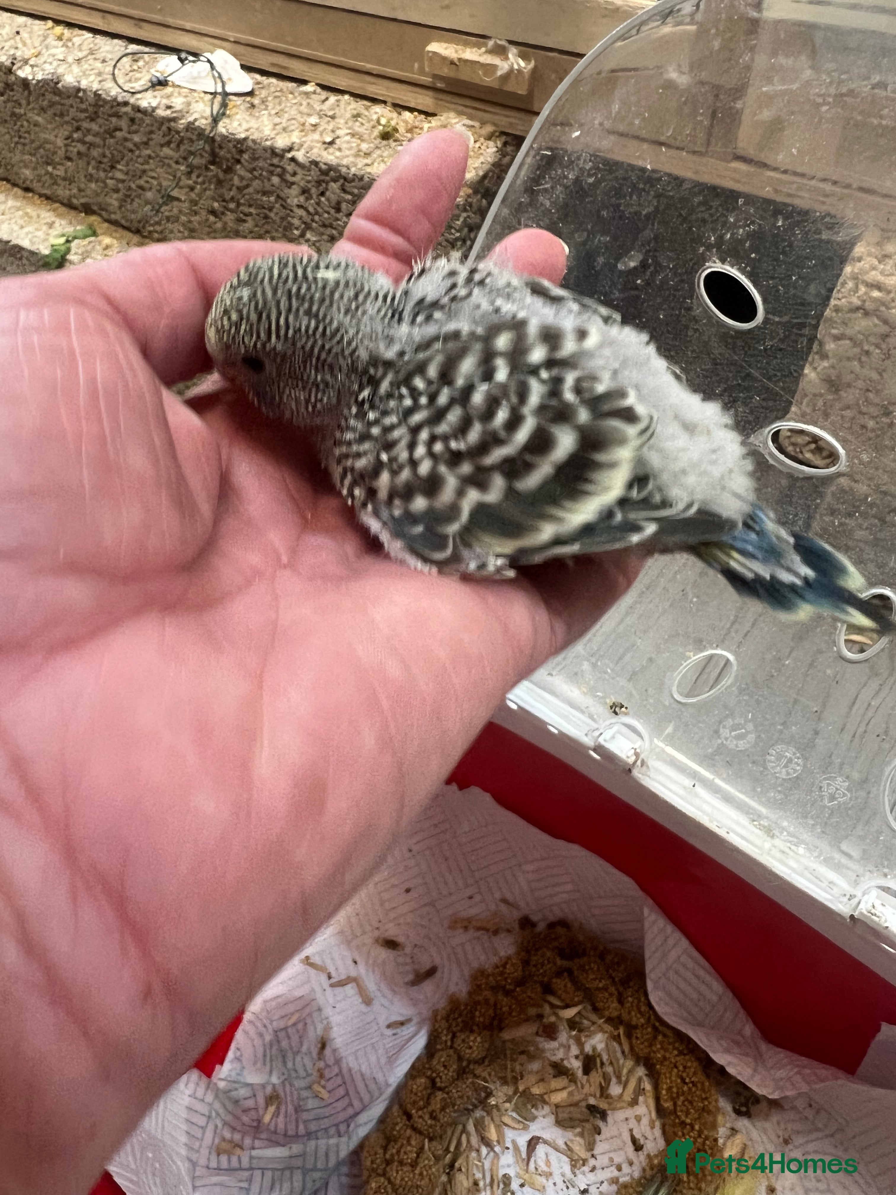 Budgerigars birds Hand Tame Budgie Chicks Ready January  - Advert 6