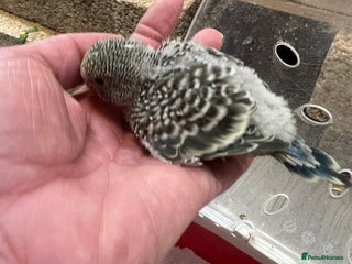 Budgerigars birds Hand Tame Budgie Chicks Ready January - Advert 2