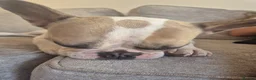 French Bulldog dogs for sale: Beautiful French Bulldog  - Advert 4