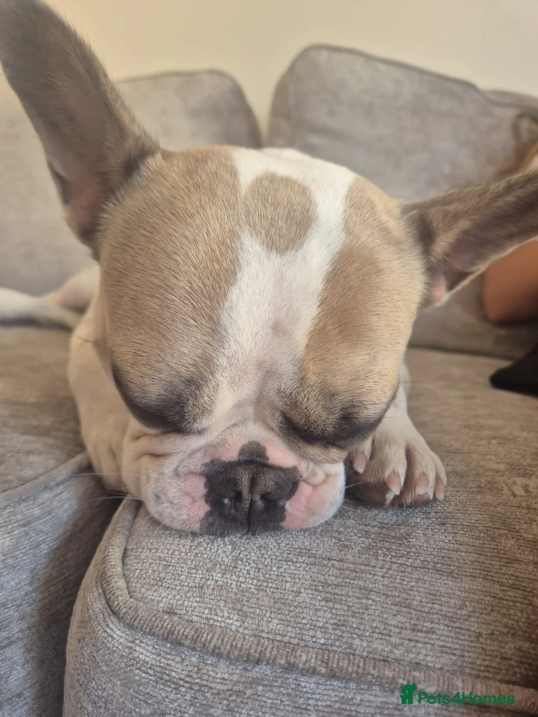 French Bulldog dogs for sale: Beautiful French Bulldog  - Advert 4