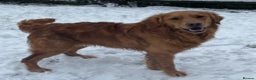 Golden Retriever dogs for stud: Dark Red Health Tested Proven Retriever Stud in Bewdley - Advert 6