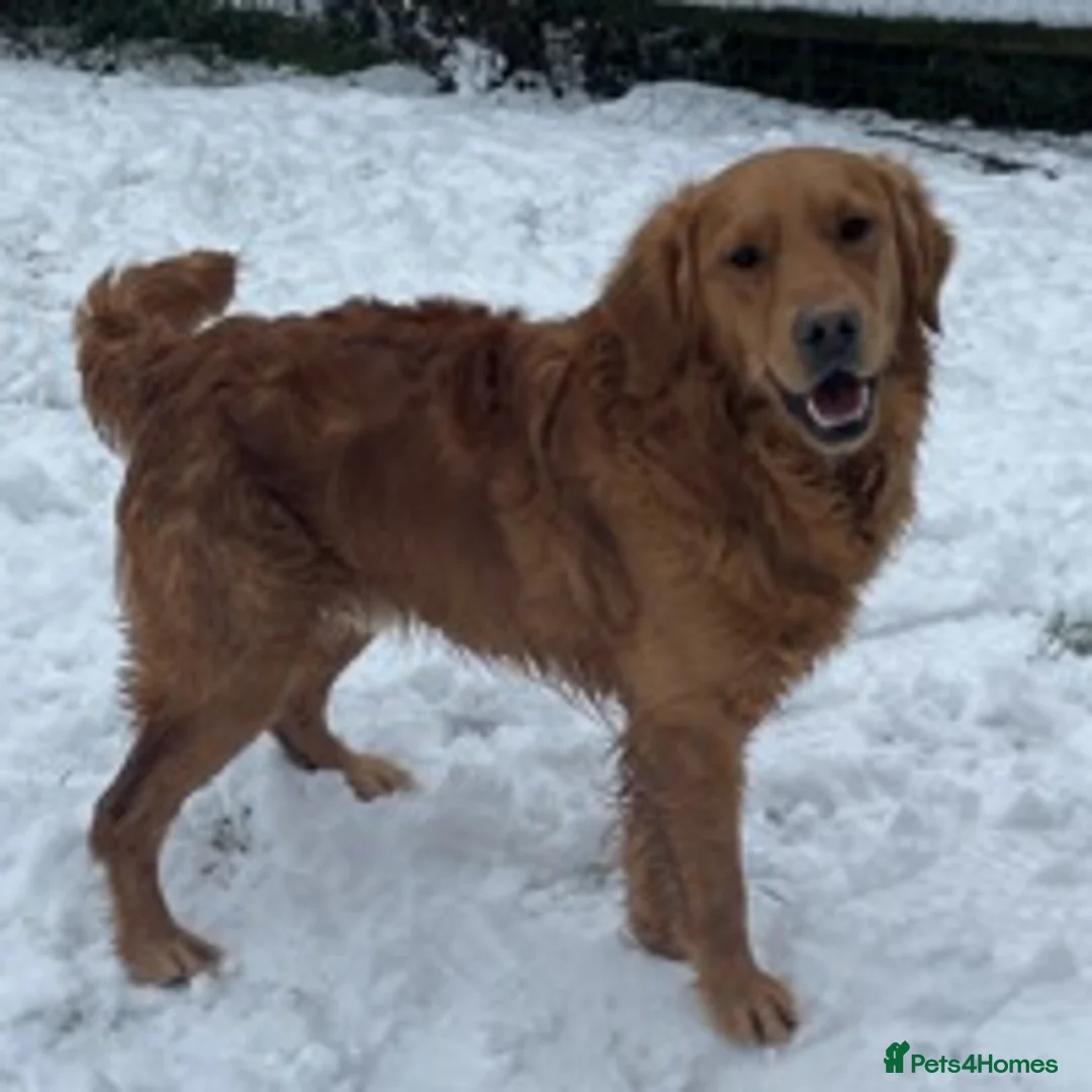 Golden Retriever dogs for stud: Dark Red Health Tested Proven Retriever Stud in Bewdley - Advert 6