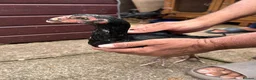 Chickens poultry for sale: Imported Pure parrot beak x German shamos  in Rochdale - Advert 6