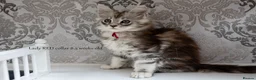 Maine Coon cats for sale: READY NOW GCCF Registered Maine Coon Kittens - Advert 19