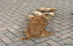 Cocker Spaniel dogs for sale: Show type cocker spaniel puppies  - Image 9