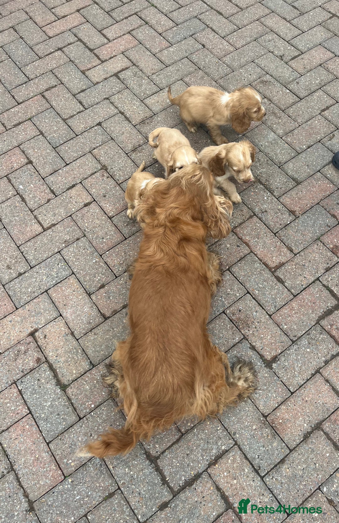 Cocker Spaniel dogs for sale: Show type cocker spaniel puppies  - Image 9
