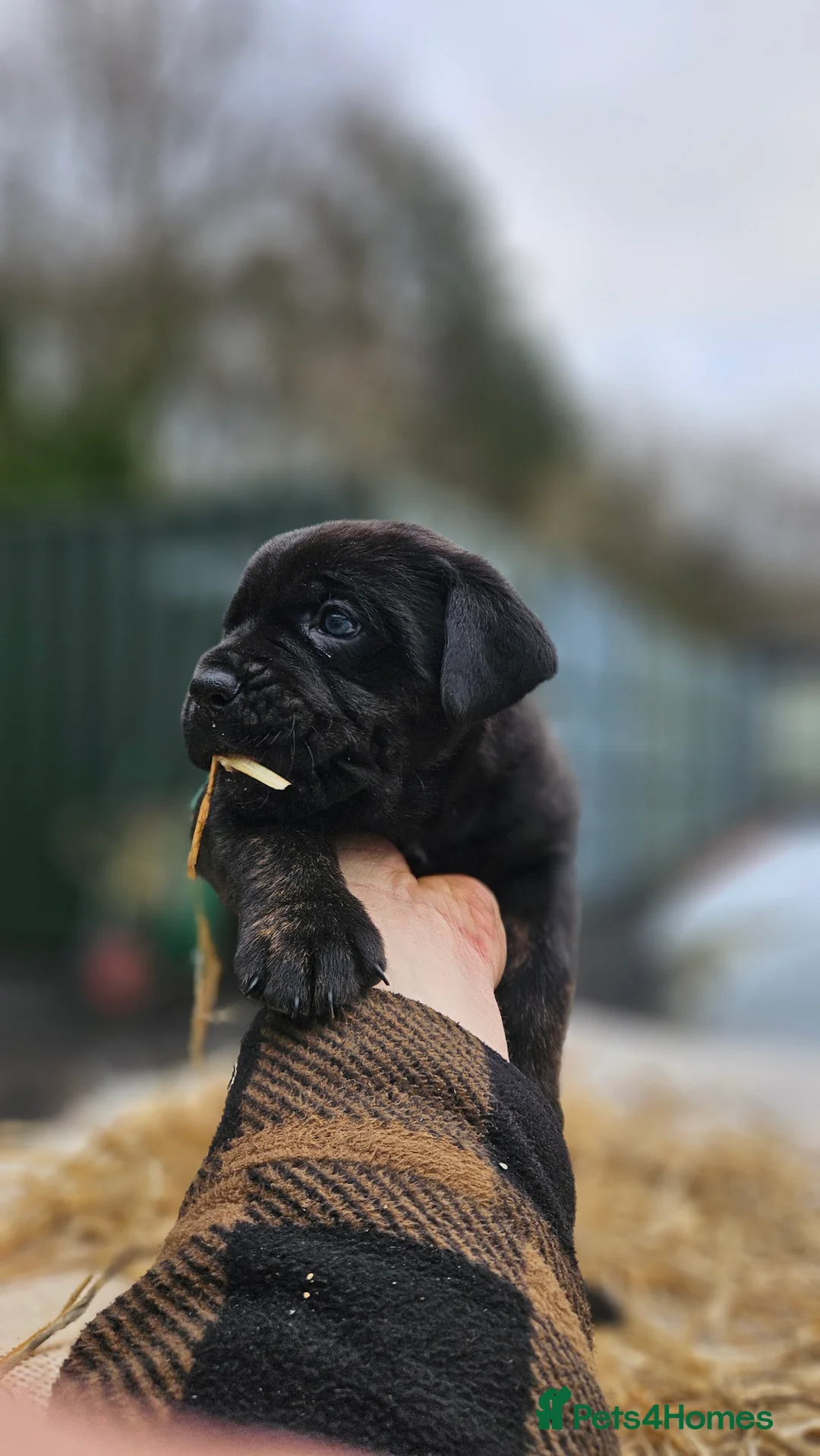 Mixed Breed dogs for sale: CaneWeiler Pupps - Advert 21