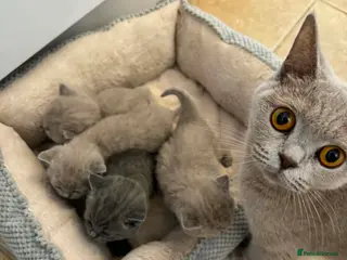 British Shorthair cats ✨ Beautiful British Shorthair Kittens Available ✨ - Advert 5
