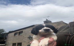 English Springer Spaniel dogs for sale: Stunning kc reg dna tested  - Image 10