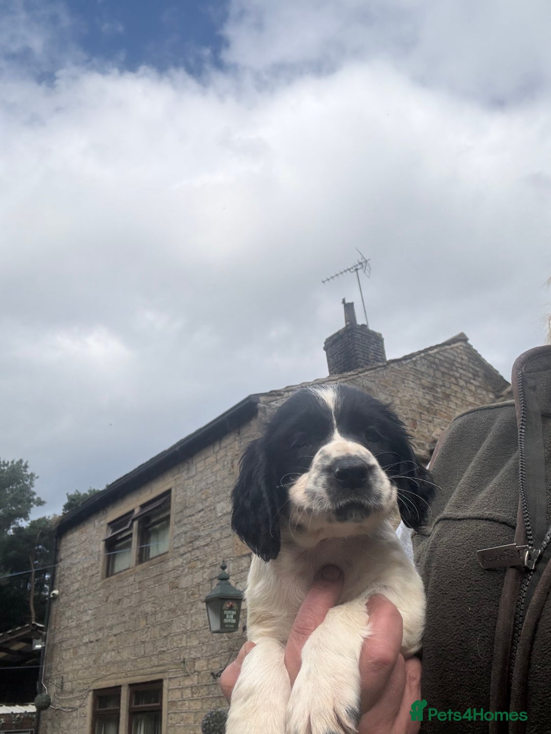 English Springer Spaniel dogs for sale: Stunning kc reg dna tested  - Image 10