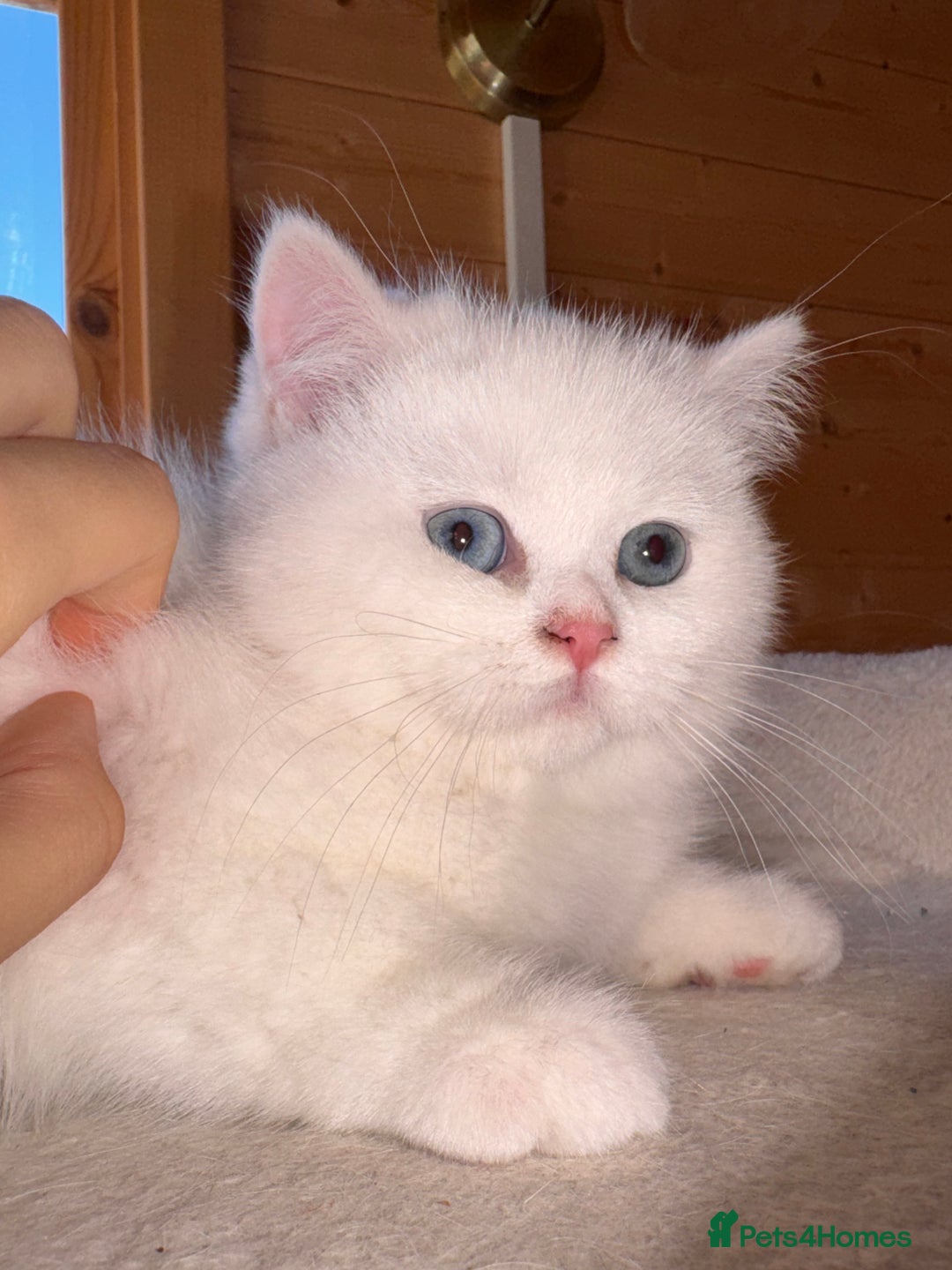 British Shorthair cats for sale: Adorable Pure White British Short Hair Kittens! - Advert 7