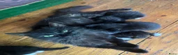 Mixed Breed cats for sale: 3 Litters of Loving and Playful Kittens  - Advert 7