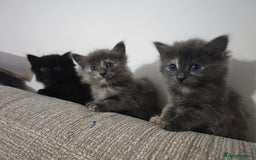 Nebelung cats for sale: Kittens  - Image 8