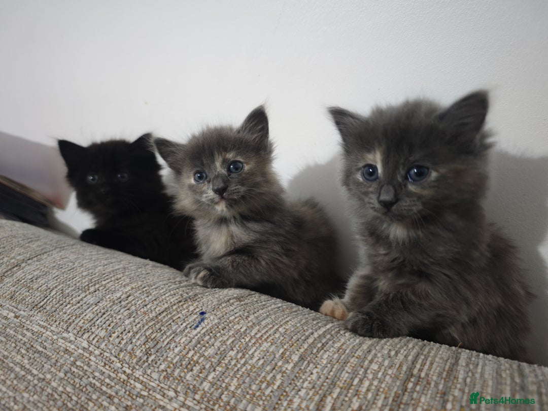 Nebelung cats for sale: Kittens  - Image 8