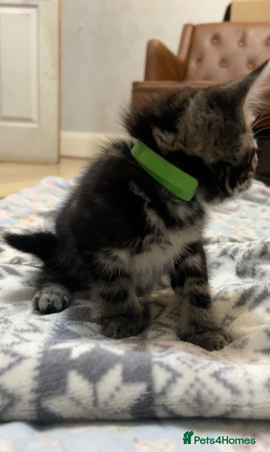 Mixed Breed cats for sale: Sweet girl kitten looking for her 4ever home - Advert 7