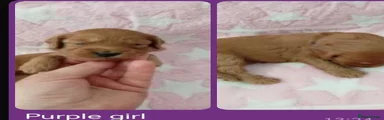 Cockapoo 3