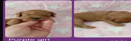 Cockapoo dogs for sale: Stunning Red F1B Cockapoos in Glasgow - Advert 6