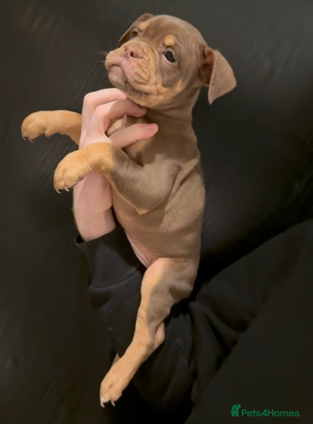 Olde English Bulldogge dogs for sale: Olde English bulldog puppies  - Advert 2