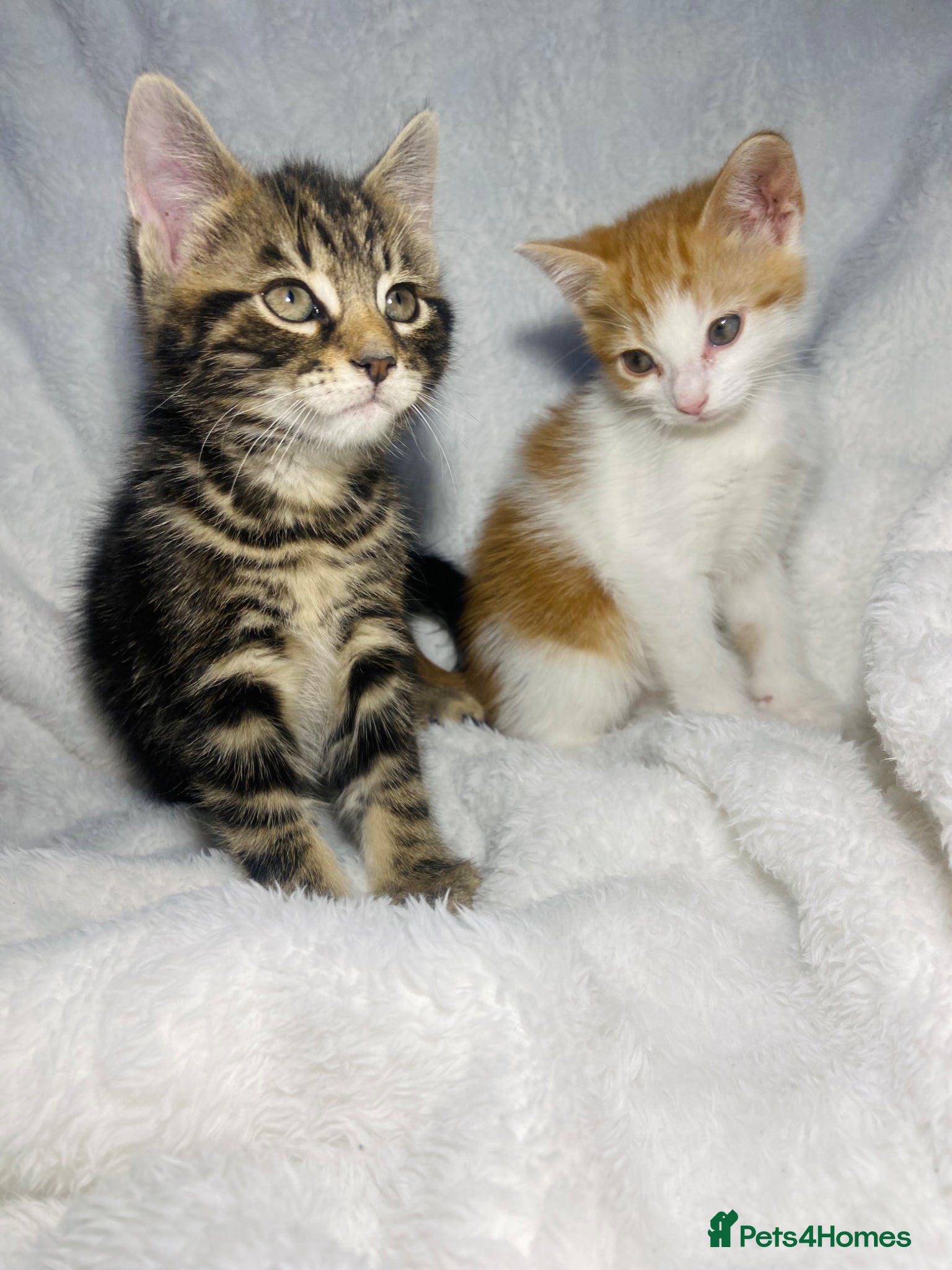 Mixed Breed cats 2 lovely kittens ready for their new home  - Advert 3
