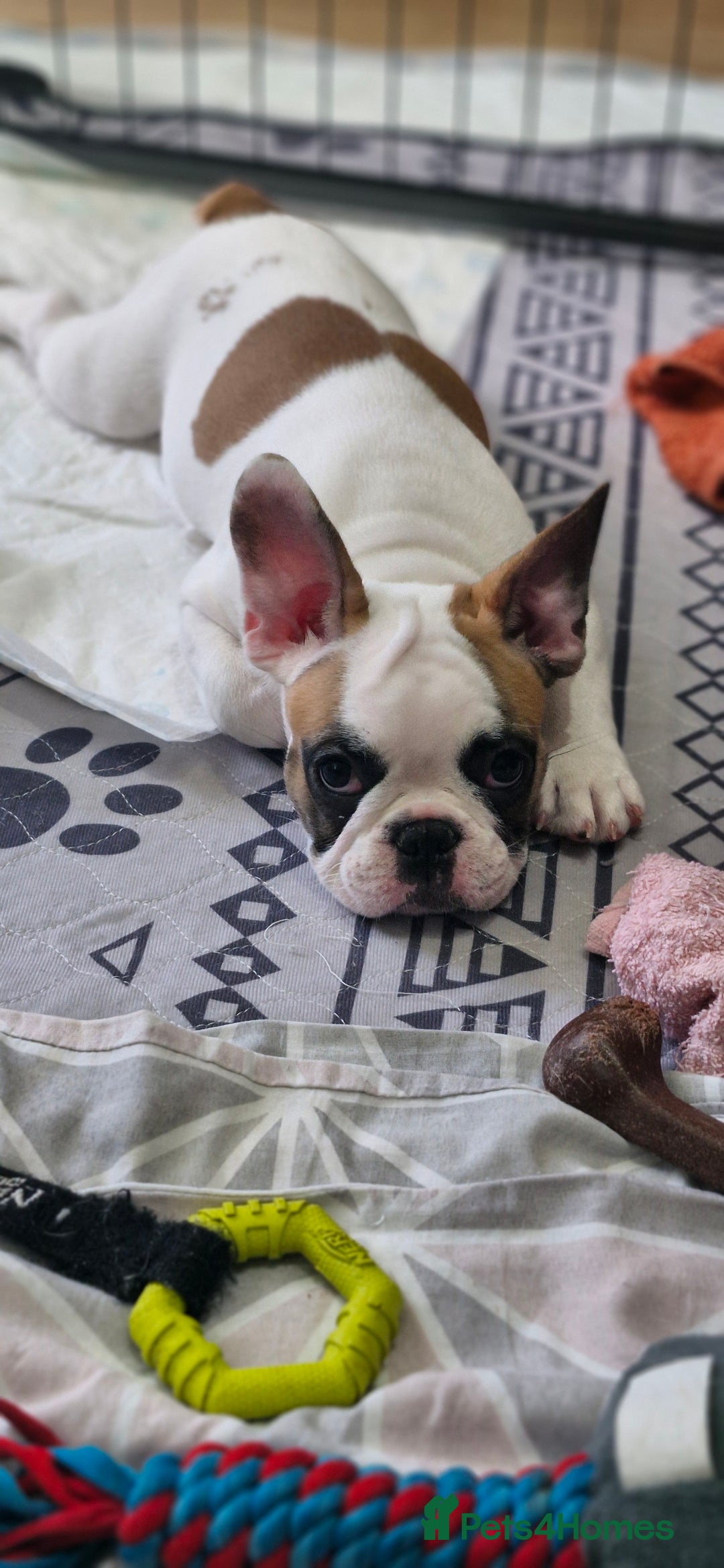French Bulldog dogs for sale: French Bulldogs - Image 22