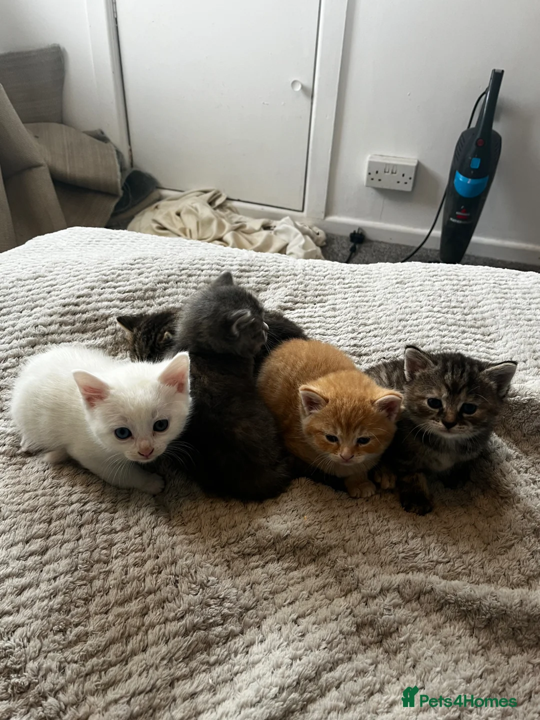 Mixed Breed cats for sale: Super cute kittens  - Advert 2