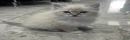 Ragdoll cats for sale: Ragdoll kittens for sale in Glasgow - Advert 6