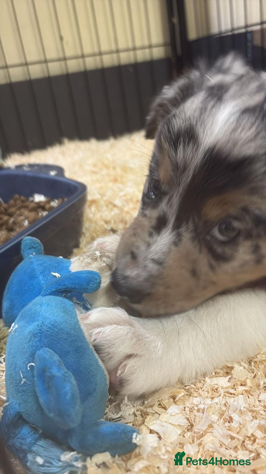 Border Collie dogs for sale: One boy left with beautiful markings - Image 7