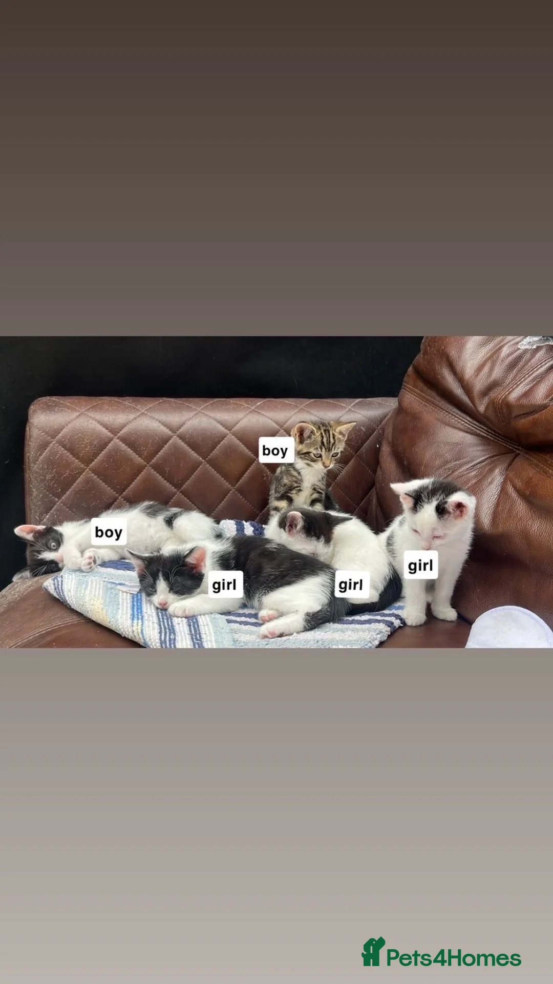 Mixed Breed cats for sale: Kittens for sale in Wakefield - Advert 2