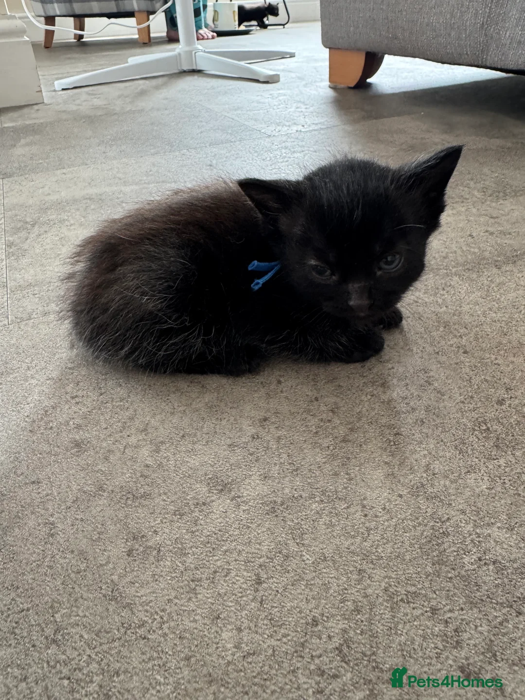 Mixed Breed cats for sale: Mixed breed kittens  - Advert 6