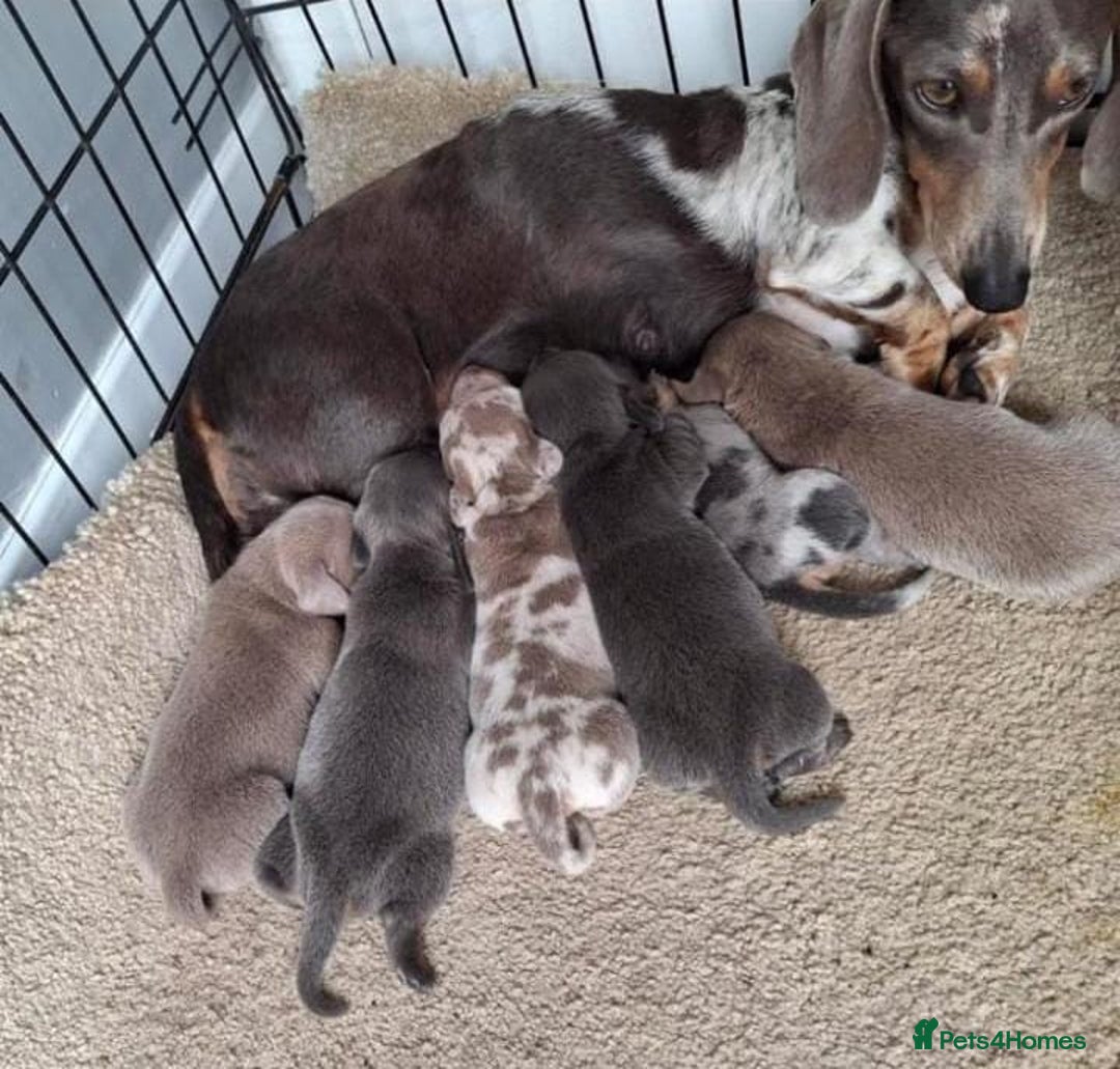Miniature Dachshund dogs for sale: Miniature Dachshund Puppies  - Image 6