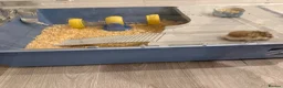 Hamster rodents for sale: Robo dwarf hamster in London - Advert 5