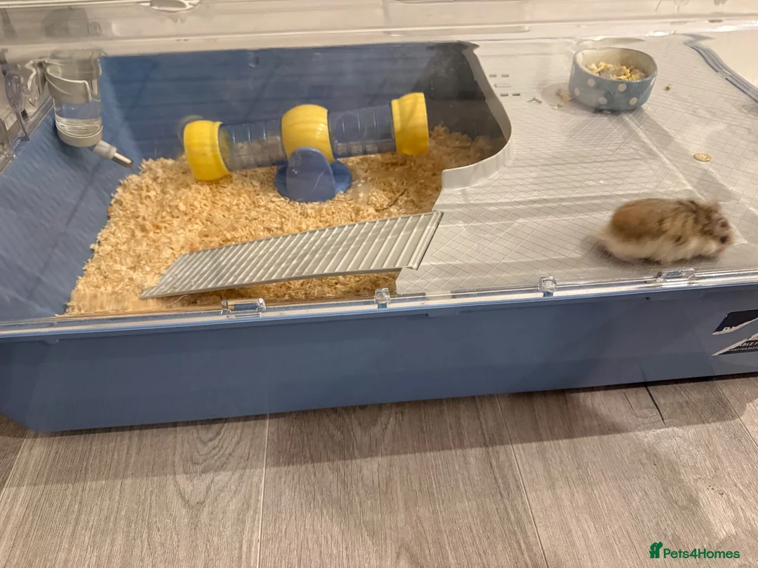 Hamster rodents for sale: Robo dwarf hamster in London - Advert 5