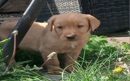 Labrador Retriever dogs for sale: Stunning labrador pups  - Image 10