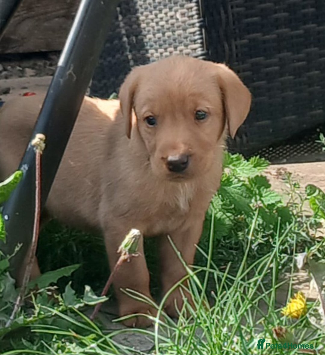 Labrador Retriever dogs for sale: Stunning labrador pups  - Image 10