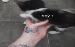 Mixed Breed cats for sale: Two black and white boys  - Image 3