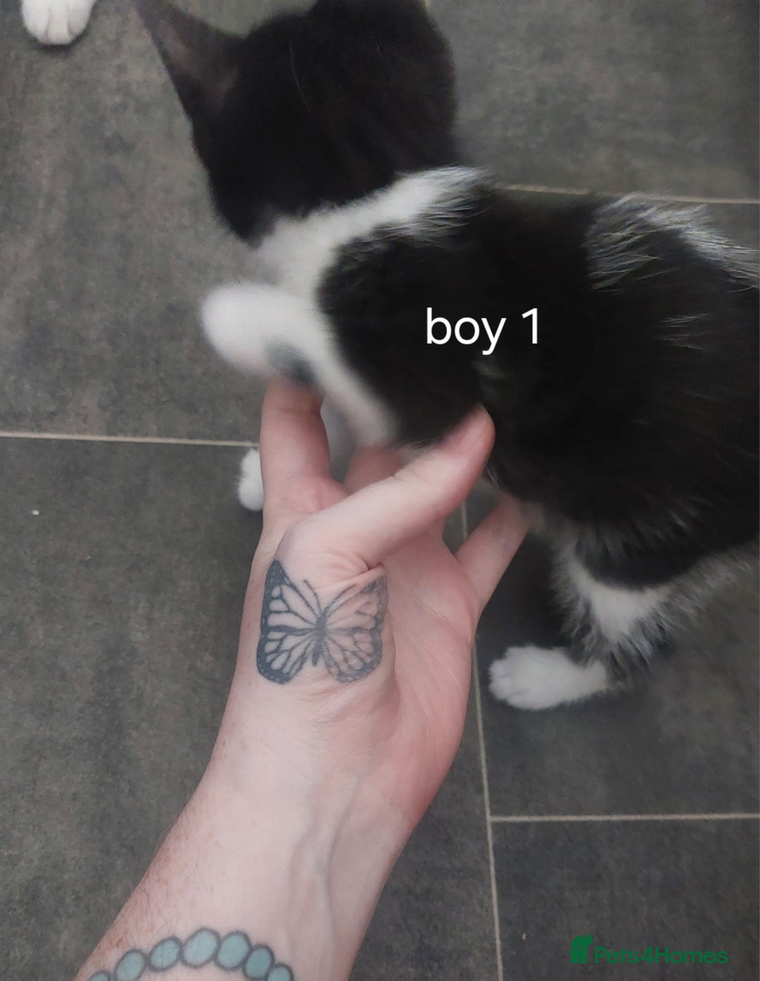 Mixed Breed cats for sale: Two black and white boys  - Image 3