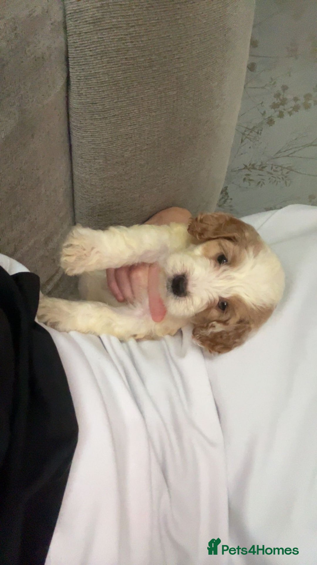 Cockapoo dogs for sale: Cockapoo - Image 1