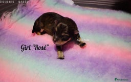 Pomsky dogs for sale: Stunning Pomsky Puppies! Health tested parents.  - Image 6