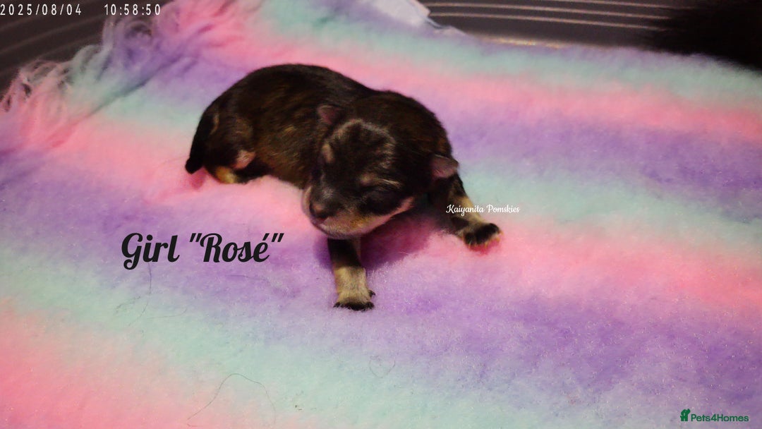 Pomsky dogs for sale: Stunning Pomsky Puppies! Health tested parents.  - Image 6