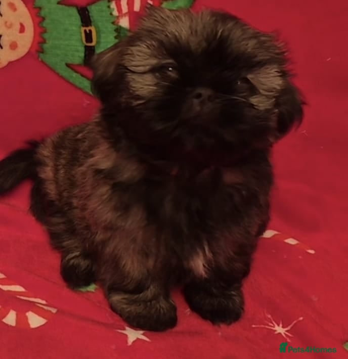 Shih Tzu dogs Imperial Shih Tzu - Advert 12