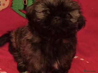 Shih Tzu dogs Imperial Shih Tzu - Advert 2