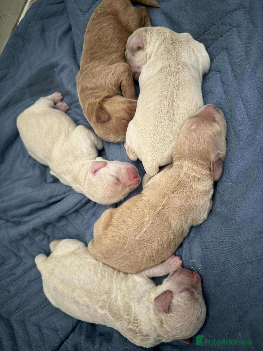 Labradoodle dogs for sale: Labradoodle puppies  - Image 3