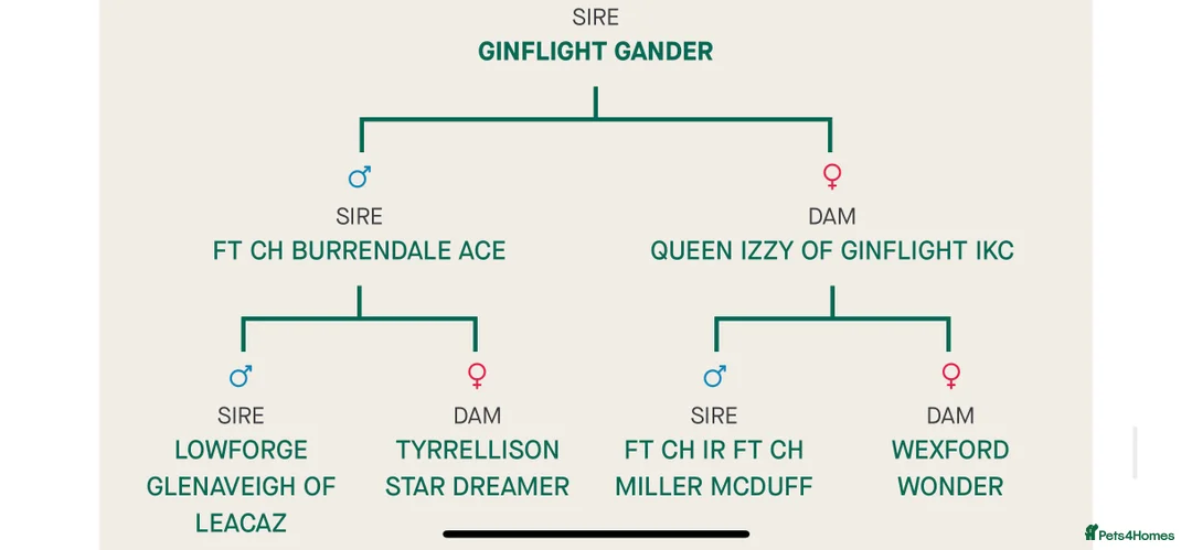 Labrador Retriever dogs for stud: Working KC Labrador for stud in Holmfirth - Advert 5