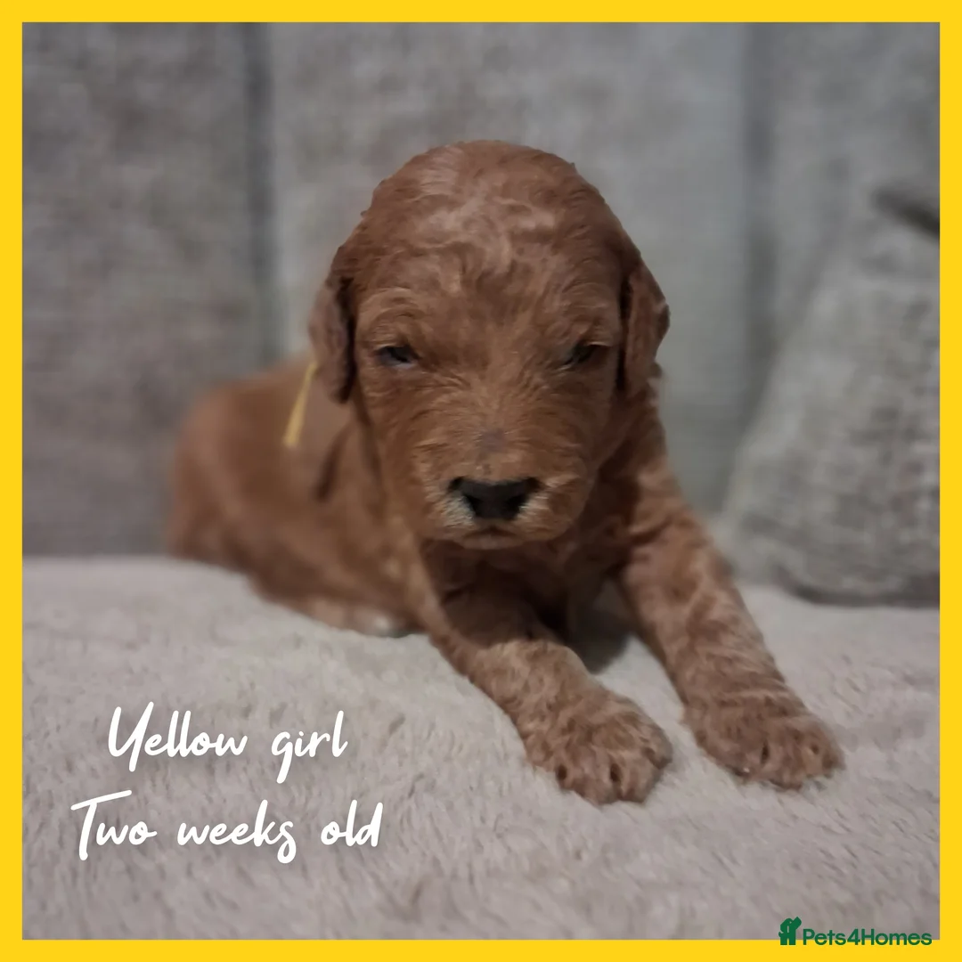 Labradoodle dogs for sale: Miniature F1b Labradoodles in Stevenage - Advert 4