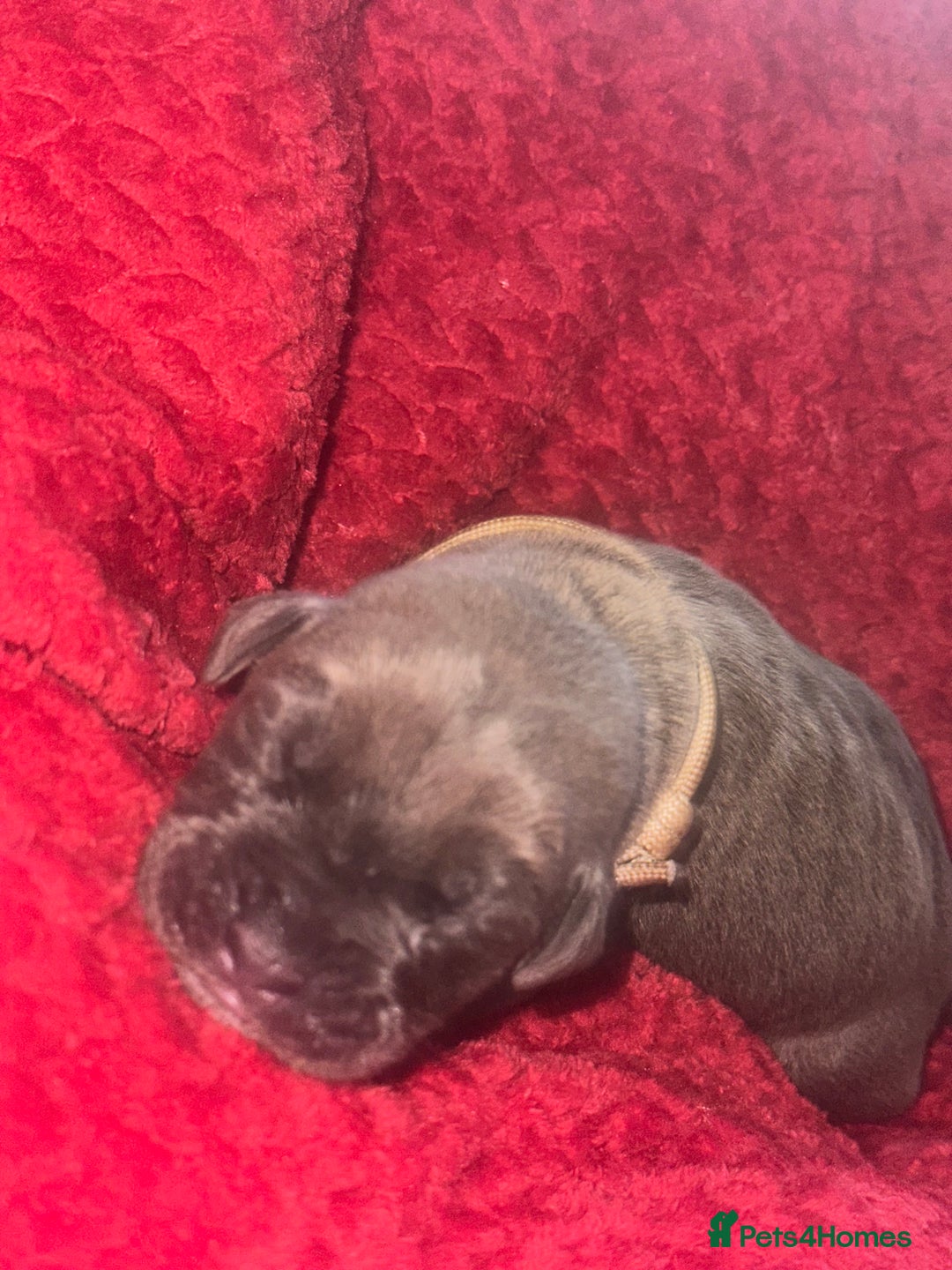 Cane Corso dogs for sale: Purebred Cane Corso  - Advert 12