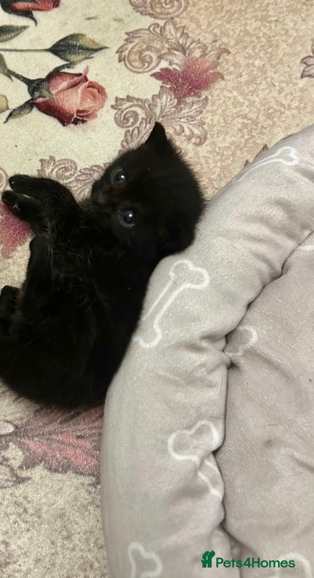 Bombay cats for sale: Adorable male kitten  - Advert 4