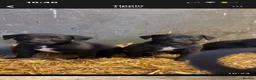 Bedlington Terrier dogs for sale: Beddlington x whippet pups  - Advert 4