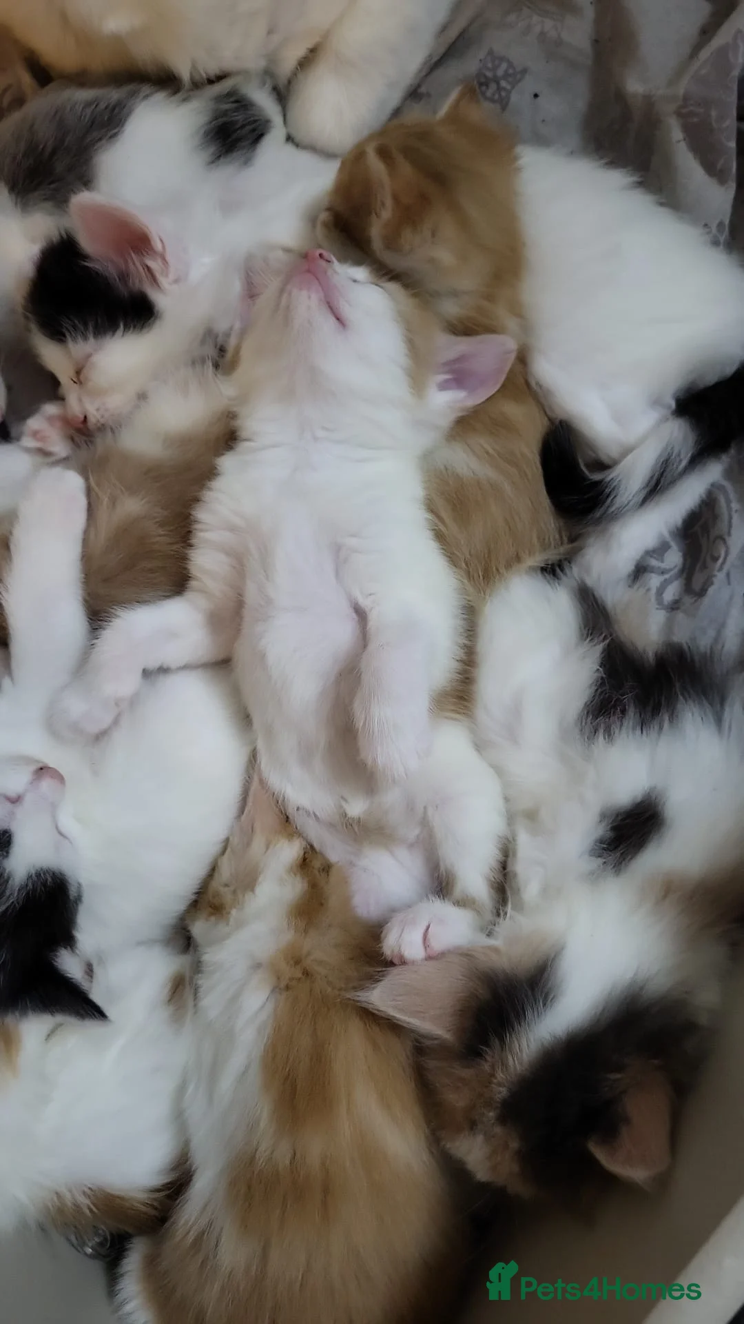 Mixed Breed cats for sale: Kittens for sale - Advert 16