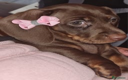 Miniature Dachshund dogs for sale: 💜 STUNNING MINIATURE CHOCOLATE Dachshunds💜 - Image 2