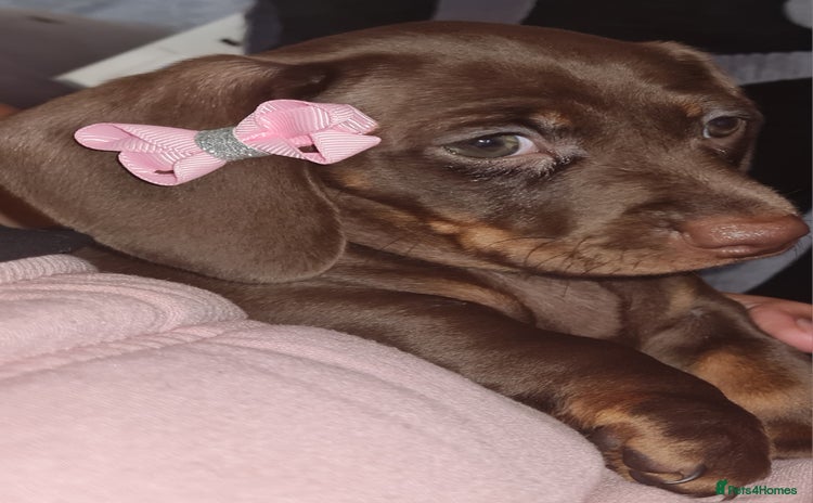 Miniature Dachshund dogs - Advert 10